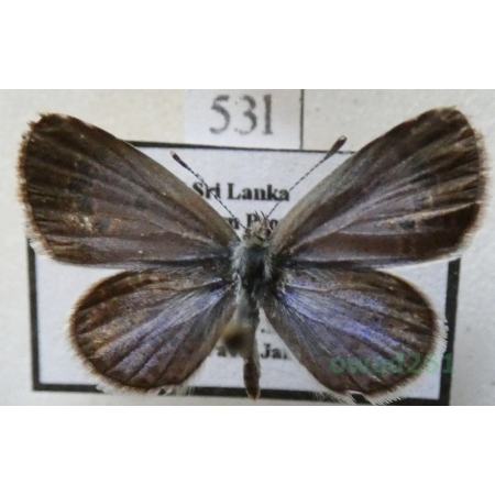Zizina antanossa (Mabille, 1877) Sri Lanka53l